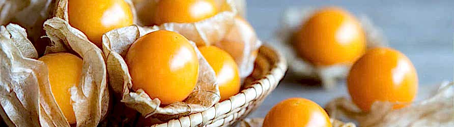 altin-cilek-adil-kayisoglu