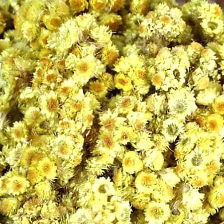 Altın Otu Altın Otu