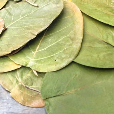 Ayva Yaprağı Ayva Yaprağı