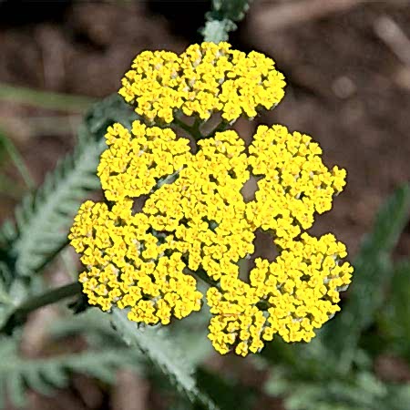 Civan Perçemi Civan Perçemi