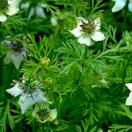 Çörek Otu Çörek Otu