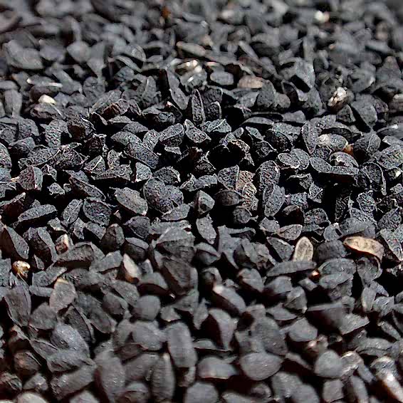 Çörek Otu Çörek Otu