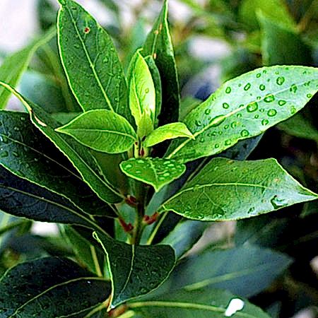 Defne Yaprağı Defne Yaprağı