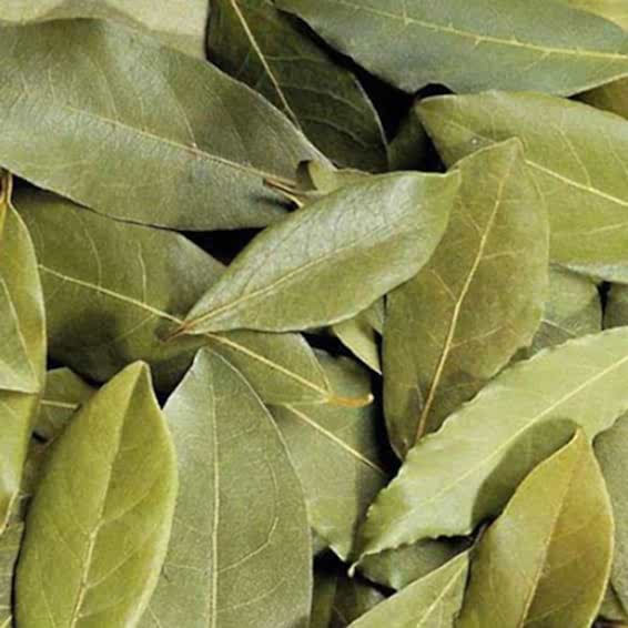 Defne Yaprağı Defne Yaprağı