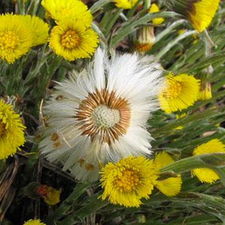 Devetabanı Devetabanı