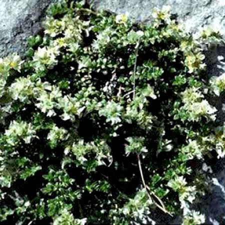 Dolama Otu Dolama Otu