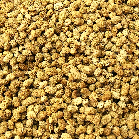 Dut Kurusu Dut Kurusu