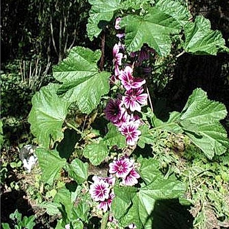 Ebegümeci Ebegümeci