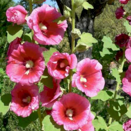 Hatmi Çiçeği Hatmi Çiçeği