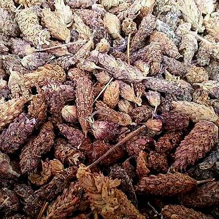 Karabaş Otu Karabaş Otu