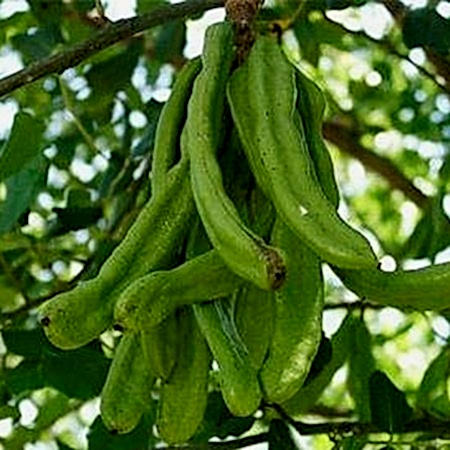 Keçiboynuzu Keçiboynuzu