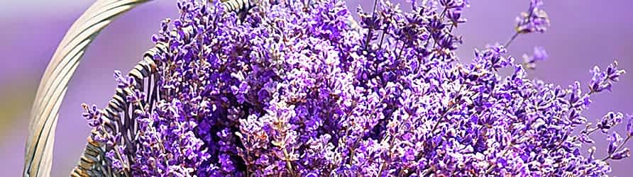 lavanta-adil-kayisoglu