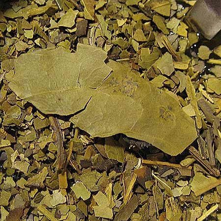 Mate Yapraği Mate Yapraği